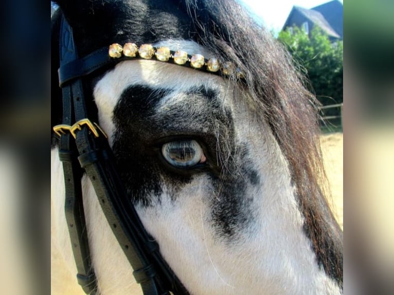 Cob Irlandese / Tinker / Gypsy Vanner Castrone 6 Anni 136 cm Pezzato in Bergfelde