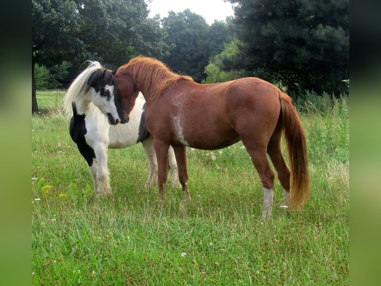 Cob Irlandese / Tinker / Gypsy Vanner Castrone 6 Anni 136 cm Pezzato in Bergfelde