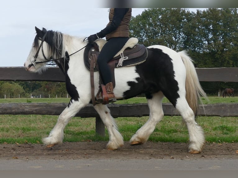 Cob Irlandese / Tinker / Gypsy Vanner Castrone 6 Anni 137 cm Pezzato in Lathen