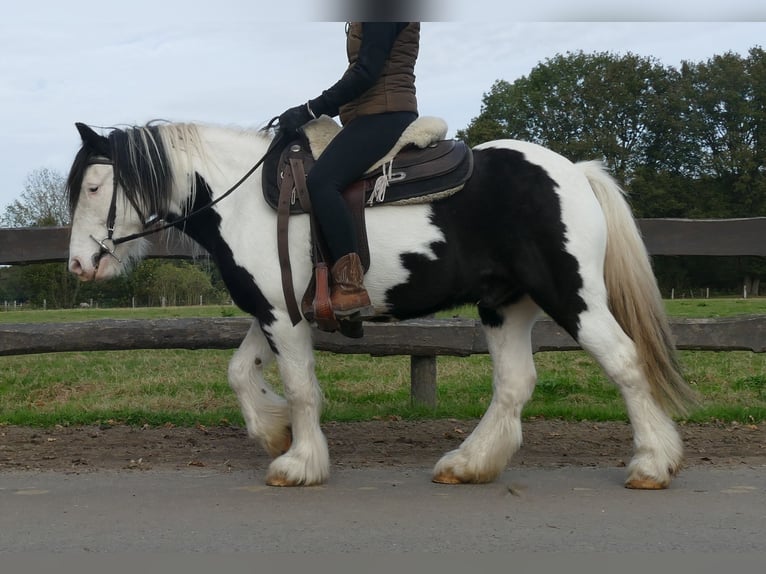 Cob Irlandese / Tinker / Gypsy Vanner Castrone 6 Anni 137 cm Pezzato in Lathen