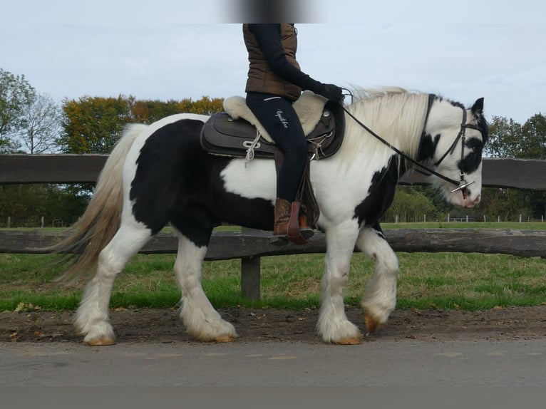 Cob Irlandese / Tinker / Gypsy Vanner Castrone 6 Anni 137 cm Pezzato in Lathen