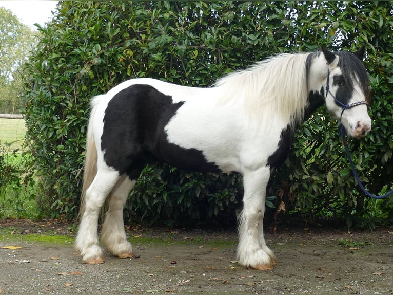 Cob Irlandese / Tinker / Gypsy Vanner Castrone 6 Anni 137 cm Pezzato in Lathen