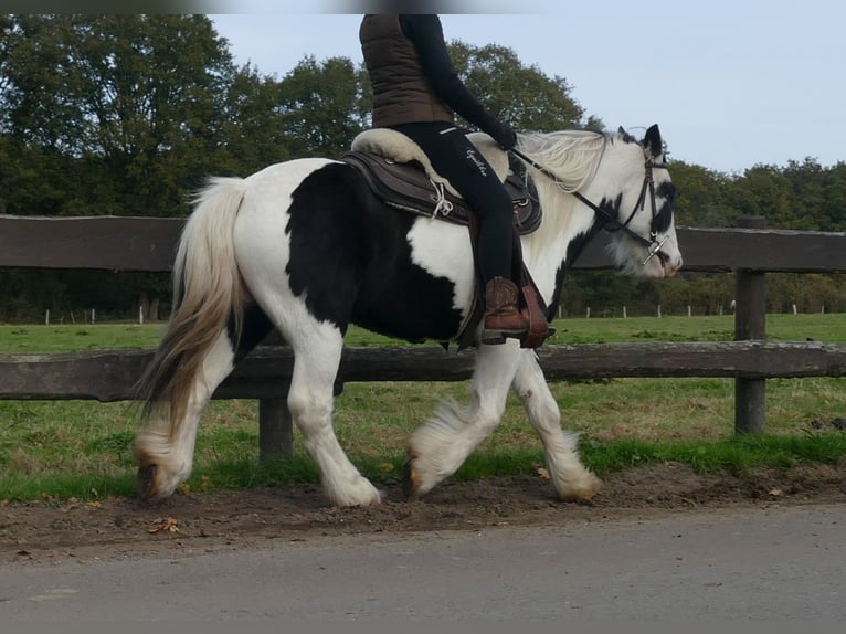 Cob Irlandese / Tinker / Gypsy Vanner Castrone 6 Anni 137 cm Pezzato in Lathen