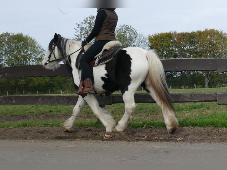 Cob Irlandese / Tinker / Gypsy Vanner Castrone 6 Anni 137 cm Pezzato in Lathen