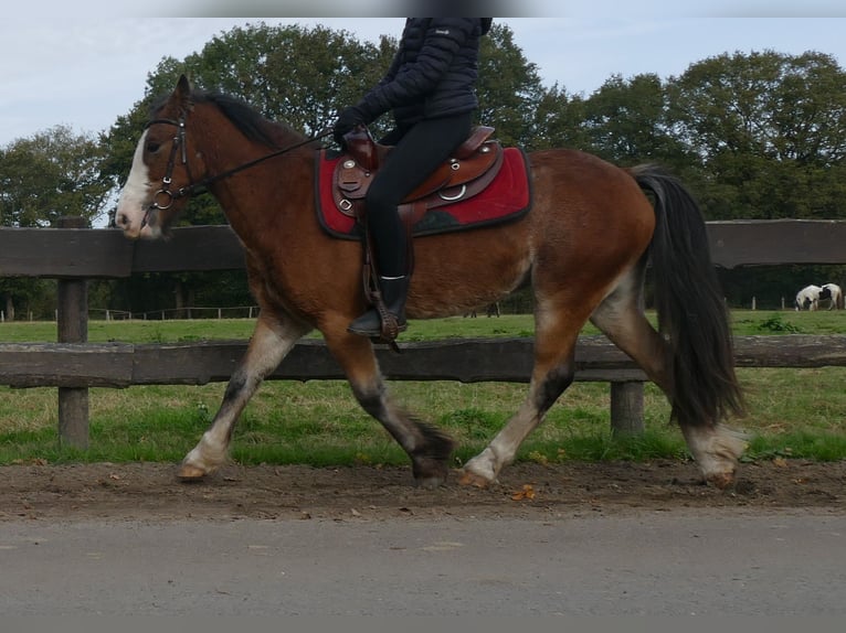 Cob Irlandese / Tinker / Gypsy Vanner Castrone 6 Anni 138 cm Baio in Lathen