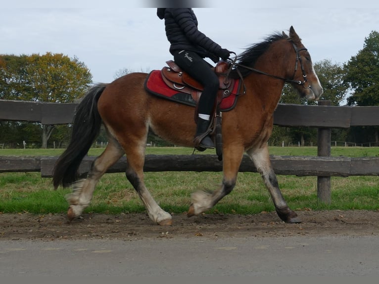 Cob Irlandese / Tinker / Gypsy Vanner Castrone 6 Anni 138 cm Baio in Lathen