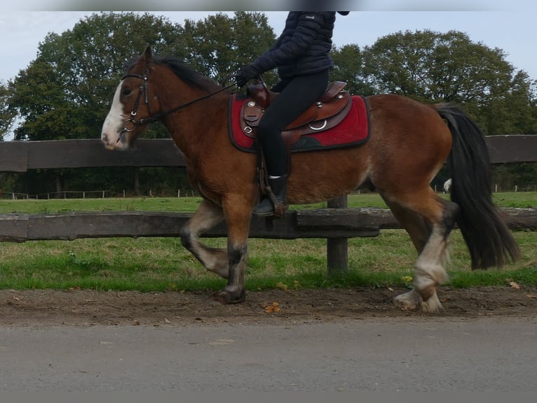 Cob Irlandese / Tinker / Gypsy Vanner Castrone 6 Anni 138 cm Baio in Lathen