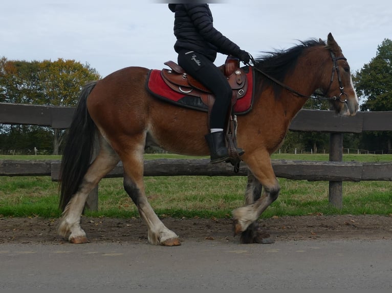 Cob Irlandese / Tinker / Gypsy Vanner Castrone 6 Anni 138 cm Baio in Lathen