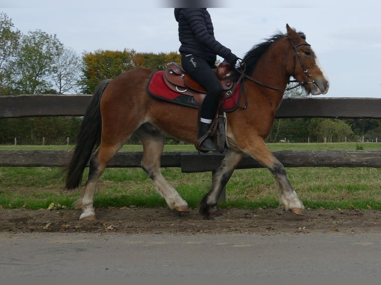 Cob Irlandese / Tinker / Gypsy Vanner Castrone 6 Anni 138 cm Baio in Lathen