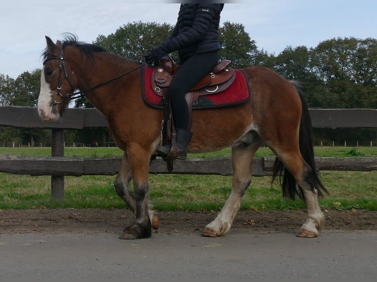 Cob Irlandese / Tinker / Gypsy Vanner Castrone 6 Anni 138 cm Baio in Lathen