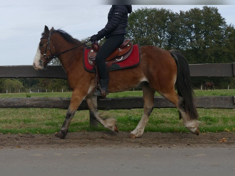 Cob Irlandese / Tinker / Gypsy Vanner Castrone 6 Anni 138 cm Baio in Lathen