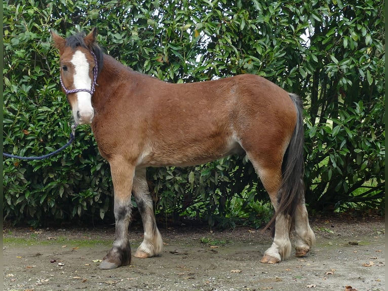 Cob Irlandese / Tinker / Gypsy Vanner Castrone 6 Anni 138 cm Baio in Lathen