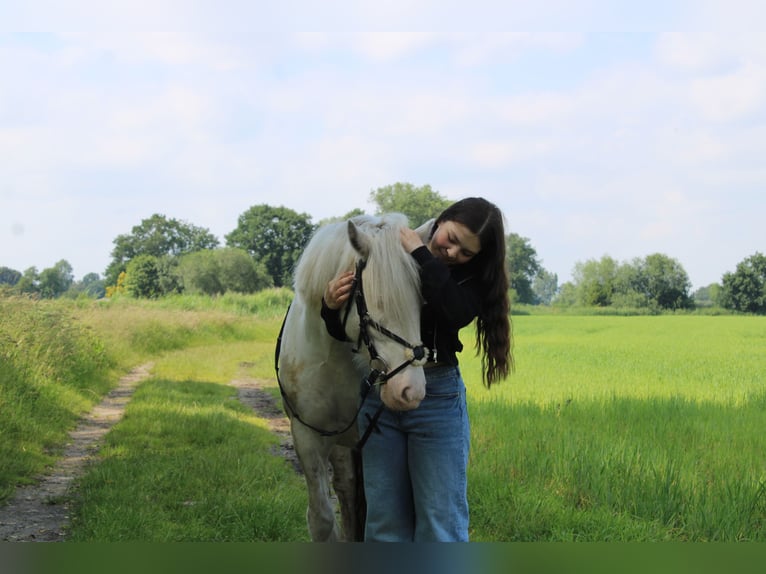 Cob Irlandese / Tinker / Gypsy Vanner Castrone 6 Anni 138 cm Cremello in Hämelhausen