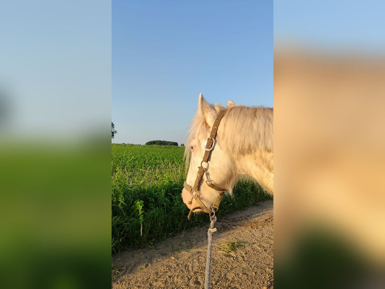 Cob Irlandese / Tinker / Gypsy Vanner Castrone 6 Anni 138 cm Cremello in Hämelhausen