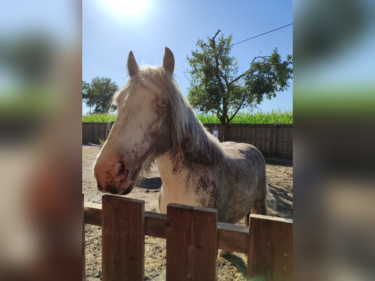 Cob Irlandese / Tinker / Gypsy Vanner Castrone 6 Anni 138 cm Cremello in Hämelhausen