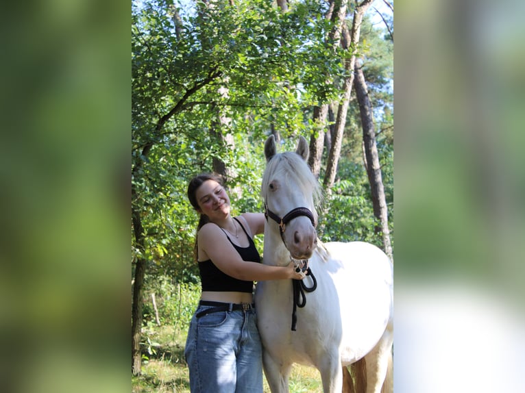 Cob Irlandese / Tinker / Gypsy Vanner Castrone 6 Anni 138 cm Cremello in Hämelhausen