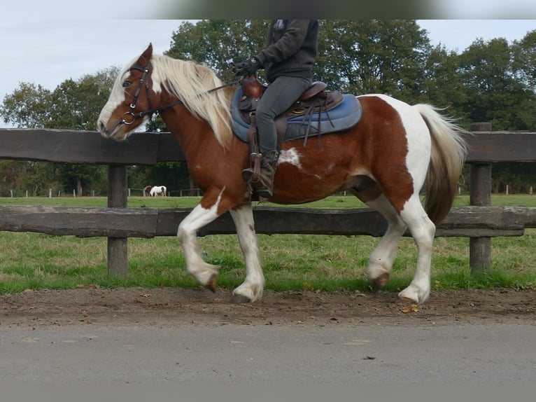 Cob Irlandese / Tinker / Gypsy Vanner Mix Castrone 6 Anni 138 cm Pezzato in Lathen