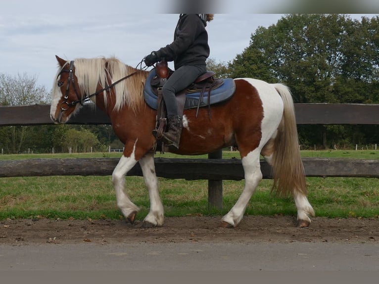 Cob Irlandese / Tinker / Gypsy Vanner Mix Castrone 6 Anni 138 cm Pezzato in Lathen