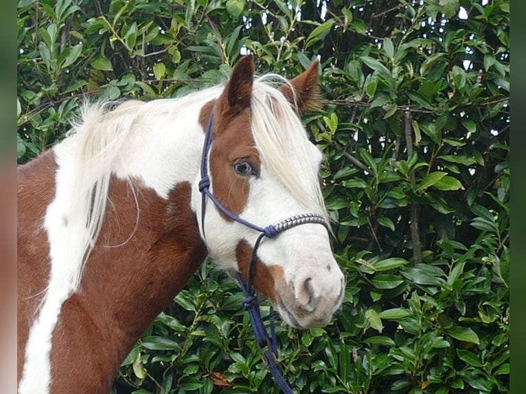 Cob Irlandese / Tinker / Gypsy Vanner Mix Castrone 6 Anni 138 cm Pezzato in Lathen