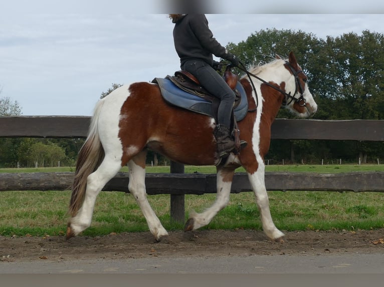 Cob Irlandese / Tinker / Gypsy Vanner Mix Castrone 6 Anni 138 cm Pezzato in Lathen