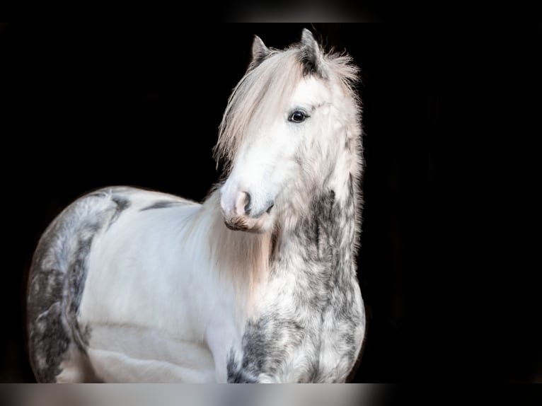 Cob Irlandese / Tinker / Gypsy Vanner Mix Castrone 6 Anni 139 cm Grigio in Kirchhain