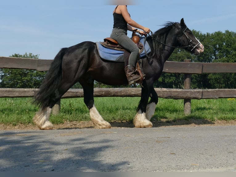 Cob Irlandese / Tinker / Gypsy Vanner Castrone 6 Anni 139 cm Morello in Lathen