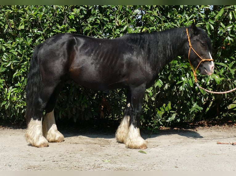 Cob Irlandese / Tinker / Gypsy Vanner Castrone 6 Anni 139 cm Morello in Lathen