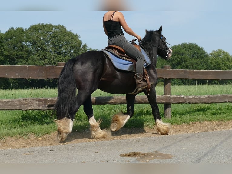 Cob Irlandese / Tinker / Gypsy Vanner Castrone 6 Anni 139 cm Morello in Lathen