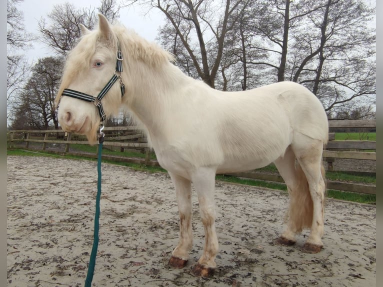 Cob Irlandese / Tinker / Gypsy Vanner Castrone 6 Anni 140 cm Cremello in Kluse