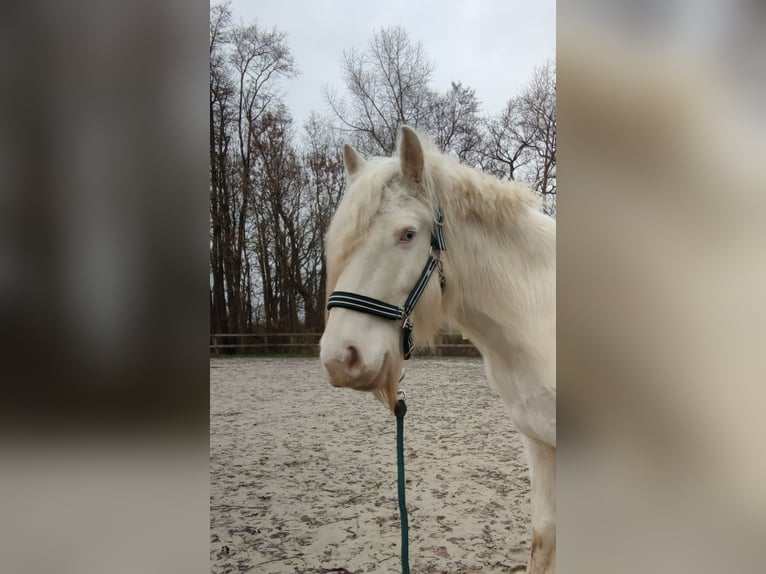 Cob Irlandese / Tinker / Gypsy Vanner Castrone 6 Anni 140 cm Cremello in Kluse