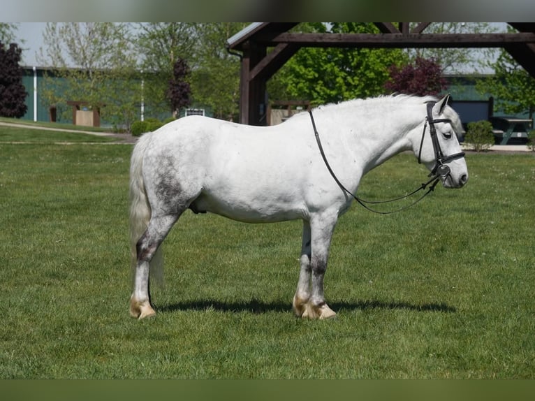 Cob Irlandese / Tinker / Gypsy Vanner Mix Castrone 6 Anni 140 cm Grigio in Fresno, OH