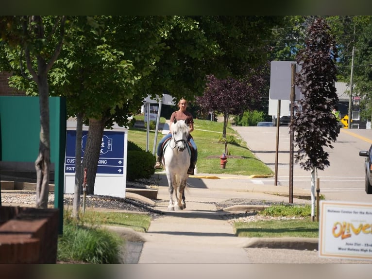 Cob Irlandese / Tinker / Gypsy Vanner Mix Castrone 6 Anni 140 cm Grigio in Fresno, OH