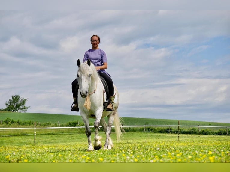 Cob Irlandese / Tinker / Gypsy Vanner Mix Castrone 6 Anni 140 cm Grigio in Fresno, OH