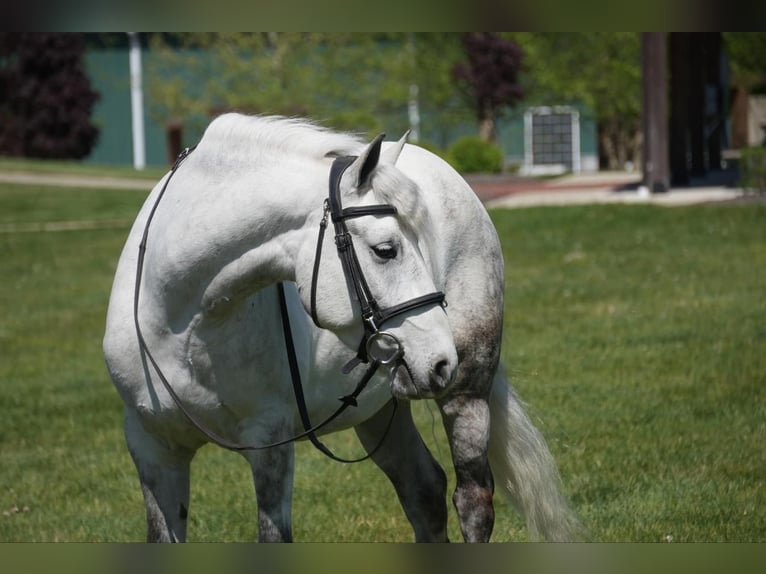 Cob Irlandese / Tinker / Gypsy Vanner Mix Castrone 6 Anni 140 cm Grigio in Fresno, OH