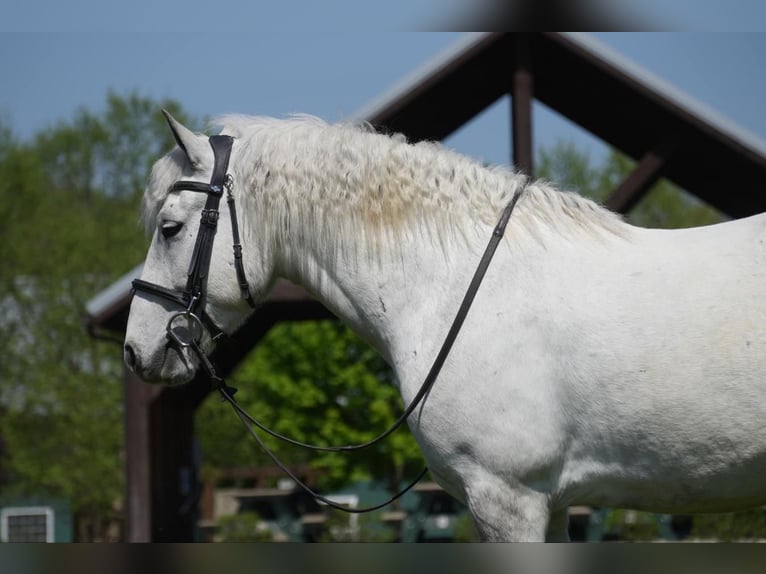 Cob Irlandese / Tinker / Gypsy Vanner Mix Castrone 6 Anni 140 cm Grigio in Fresno, OH