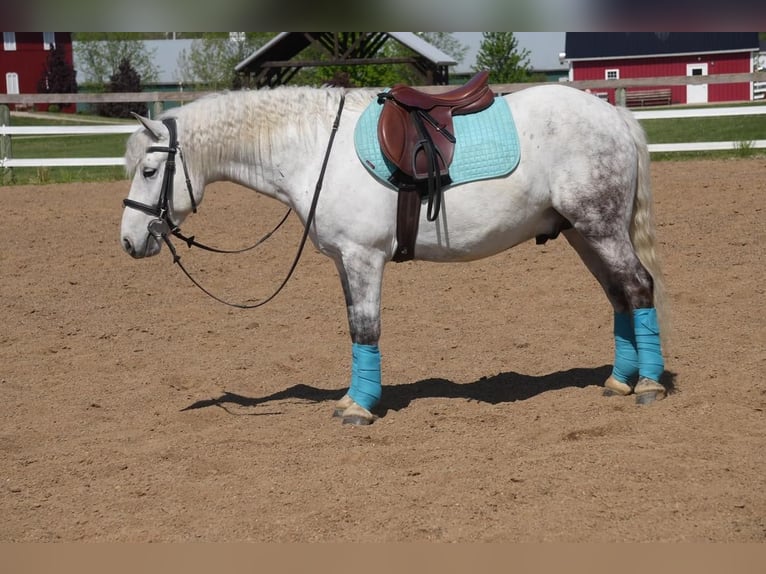 Cob Irlandese / Tinker / Gypsy Vanner Mix Castrone 6 Anni 140 cm Grigio in Fresno, OH