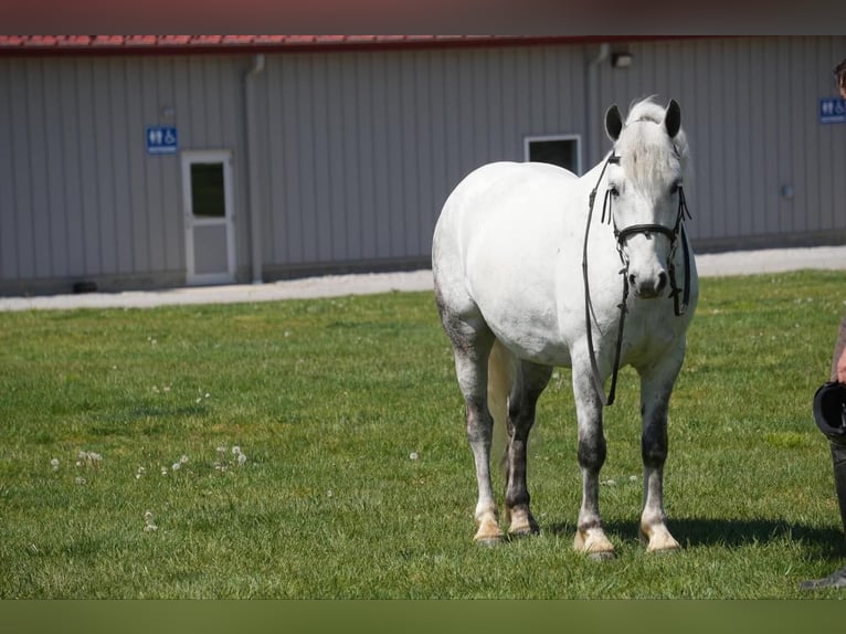 Cob Irlandese / Tinker / Gypsy Vanner Mix Castrone 6 Anni 140 cm Grigio in Fresno, OH