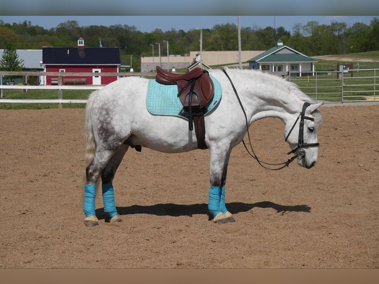 Cob Irlandese / Tinker / Gypsy Vanner Mix Castrone 6 Anni 140 cm Grigio in Fresno, OH