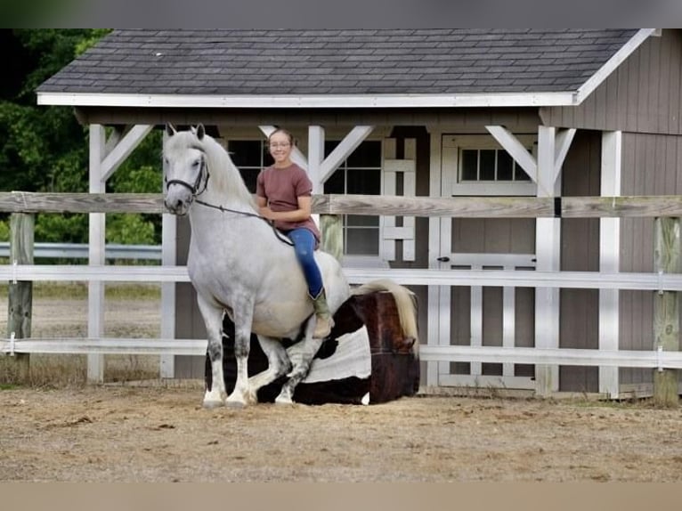 Cob Irlandese / Tinker / Gypsy Vanner Mix Castrone 6 Anni 140 cm Grigio in Fresno, OH