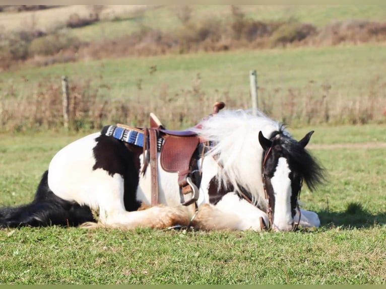 Cob Irlandese / Tinker / Gypsy Vanner Castrone 6 Anni 142 cm Tobiano-tutti i colori in Dundee OH