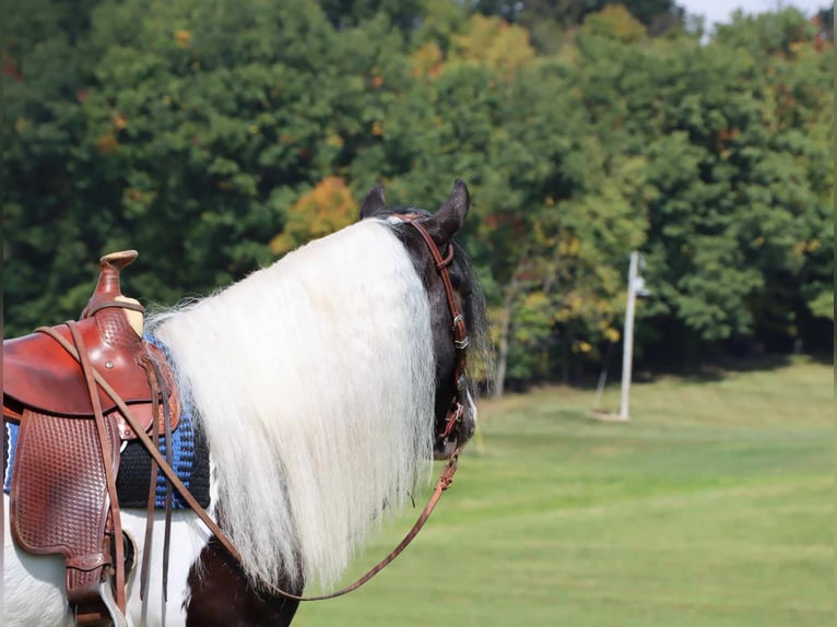 Cob Irlandese / Tinker / Gypsy Vanner Castrone 6 Anni 142 cm Tobiano-tutti i colori in Dundee OH