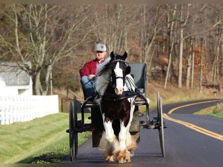 Cob Irlandese / Tinker / Gypsy Vanner Castrone 6 Anni 142 cm Tobiano-tutti i colori in Dundee OH