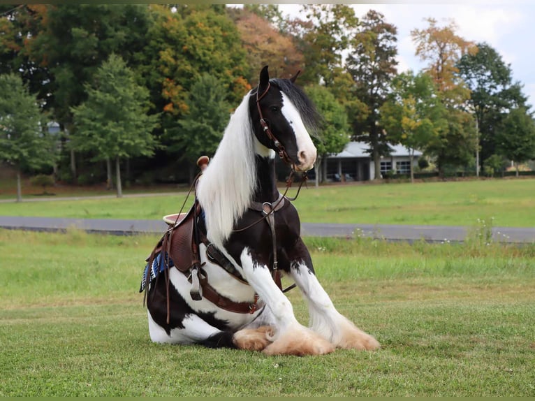 Cob Irlandese / Tinker / Gypsy Vanner Castrone 6 Anni 142 cm Tobiano-tutti i colori in Dundee OH