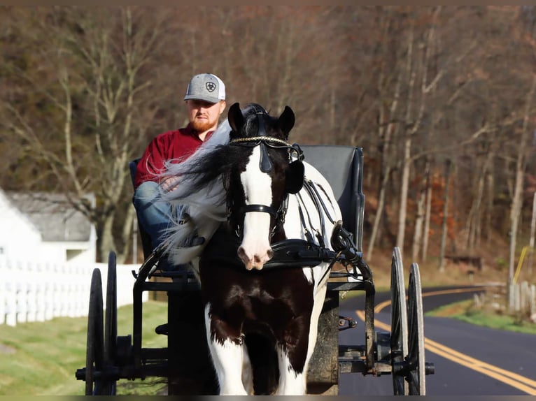 Cob Irlandese / Tinker / Gypsy Vanner Castrone 6 Anni 142 cm Tobiano-tutti i colori in Dundee OH