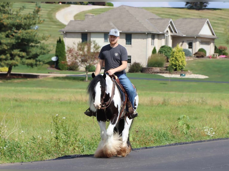 Cob Irlandese / Tinker / Gypsy Vanner Castrone 6 Anni 142 cm Tobiano-tutti i colori in Dundee OH