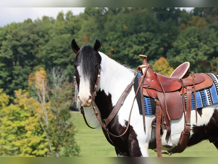 Cob Irlandese / Tinker / Gypsy Vanner Castrone 6 Anni 142 cm Tobiano-tutti i colori in Dundee OH