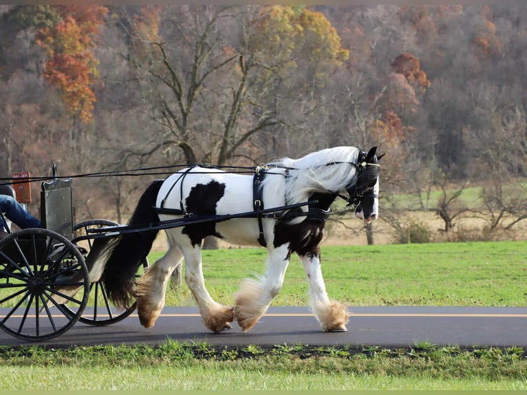 Cob Irlandese / Tinker / Gypsy Vanner Castrone 6 Anni 142 cm Tobiano-tutti i colori in Dundee OH