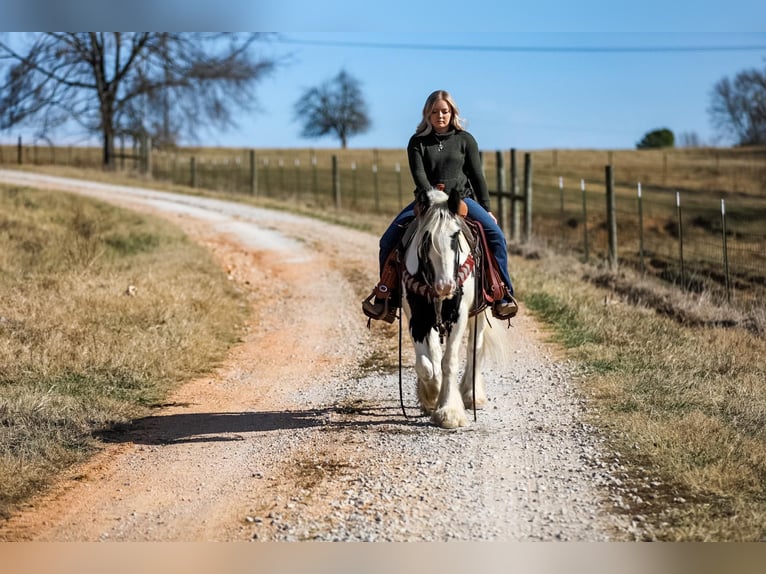 Cob Irlandese / Tinker / Gypsy Vanner Castrone 6 Anni 142 cm Tobiano-tutti i colori in Santa Fe TN