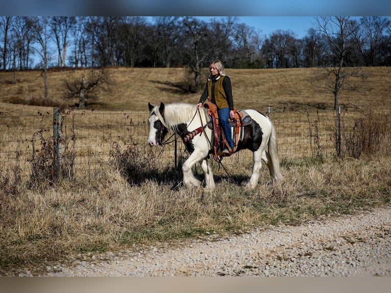 Cob Irlandese / Tinker / Gypsy Vanner Castrone 6 Anni 142 cm Tobiano-tutti i colori in Santa Fe TN