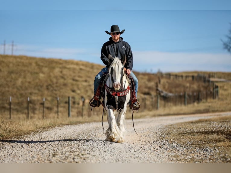 Cob Irlandese / Tinker / Gypsy Vanner Castrone 6 Anni 142 cm Tobiano-tutti i colori in Santa Fe TN